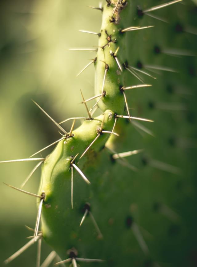 Cactus close-up photography